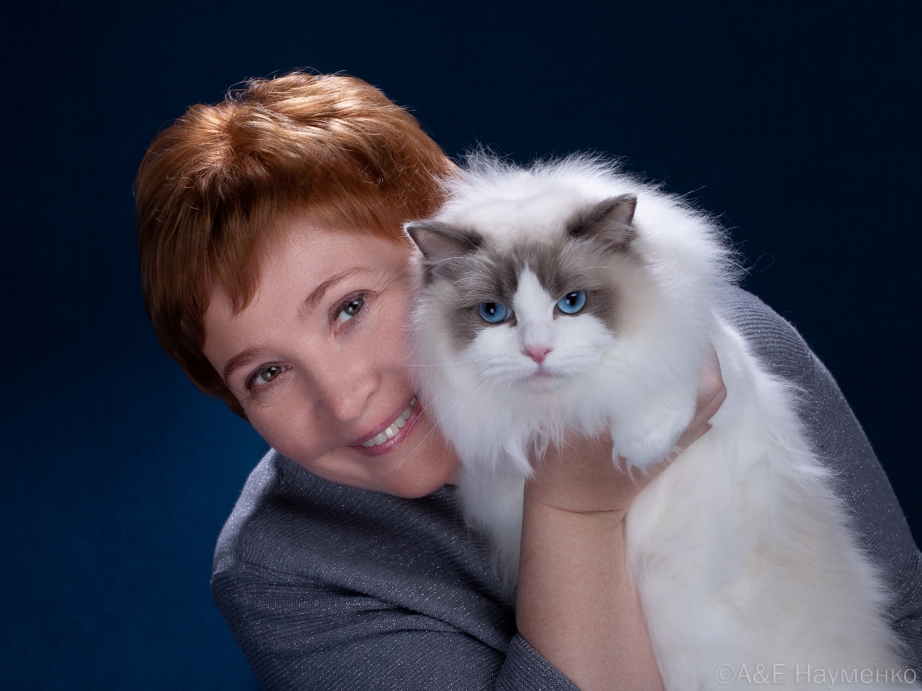 The ragdoll cat is blue in color soft toys