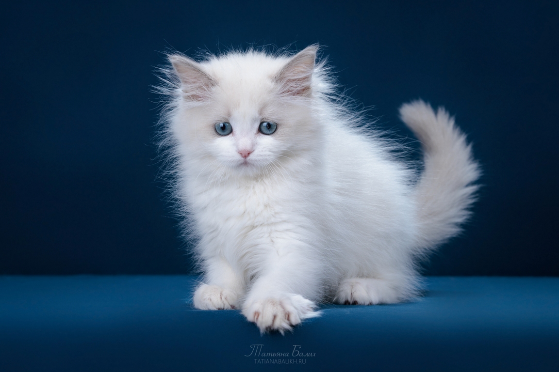 A ragdoll Blue kitten purrs on a red background