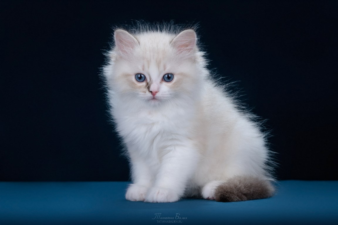 Kitten ragdoll girl, the best friend