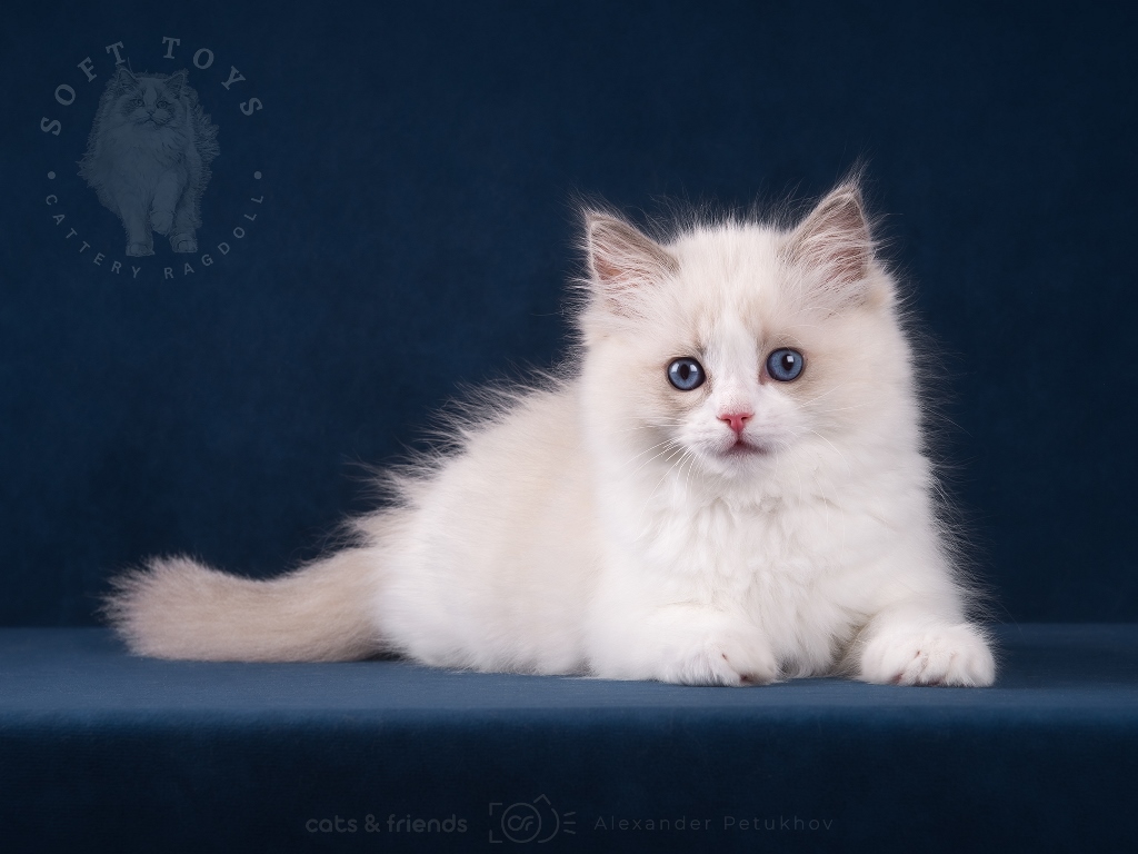 Ragdoll kitten is a friend and companion for many years. We play and travel together.
