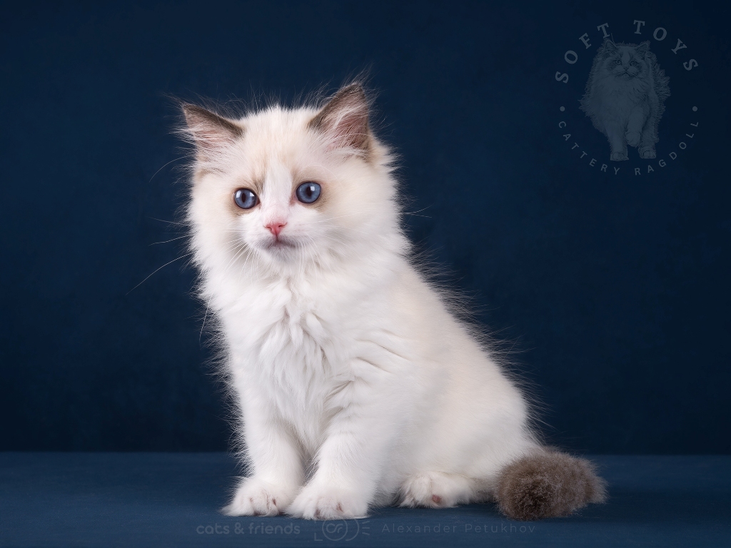 Ragdoll kitten is a friend and companion for many years. We play and travel together.