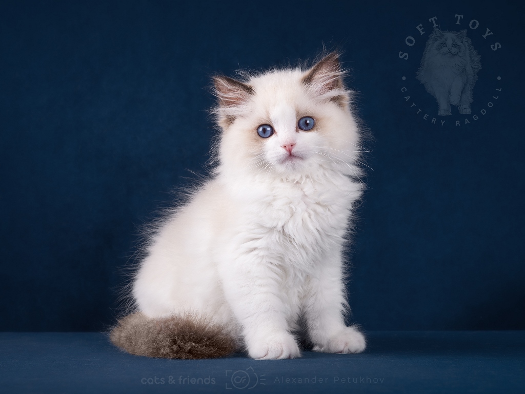 Ragdoll kitten is a friend and companion for many years. We play and travel together.